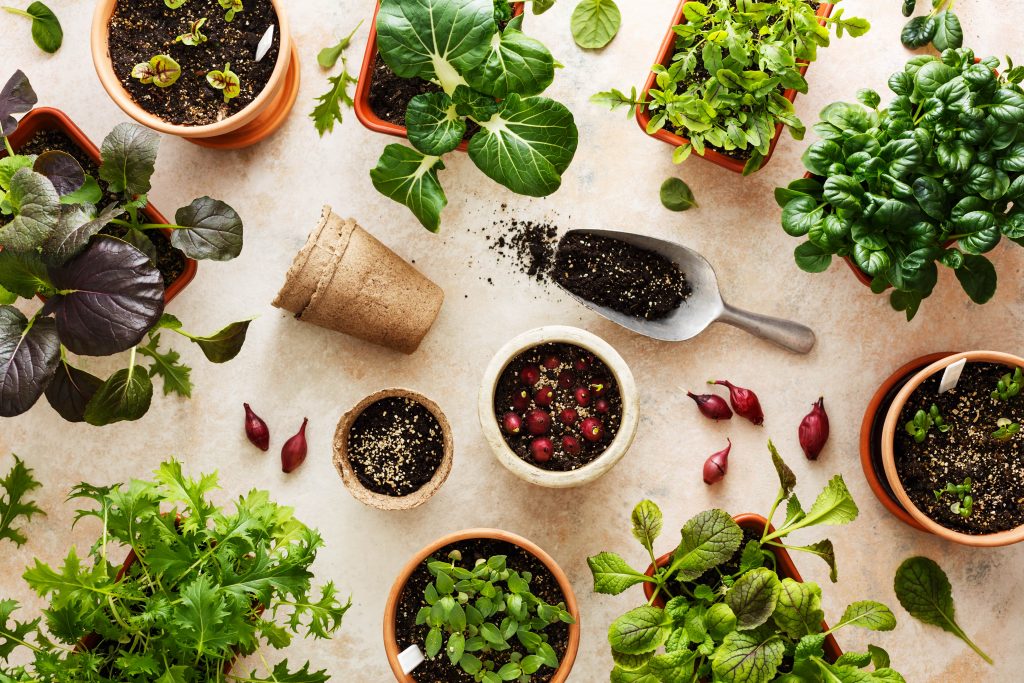 What Is Edible Gardening?